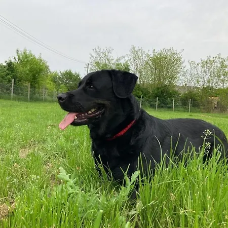 Kisdio Vendeghaz Appartement *