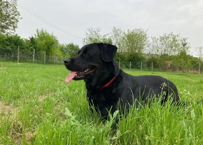 Kisdio Vendeghaz דירה *